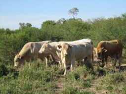 agriculture-investment-in-paraguay
