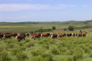 south-america-cow-investment