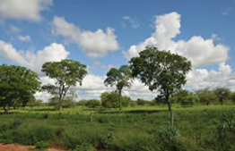ranch-investment-opportunity-in-paraguay