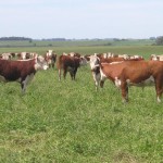southern-connections-cattle-investment